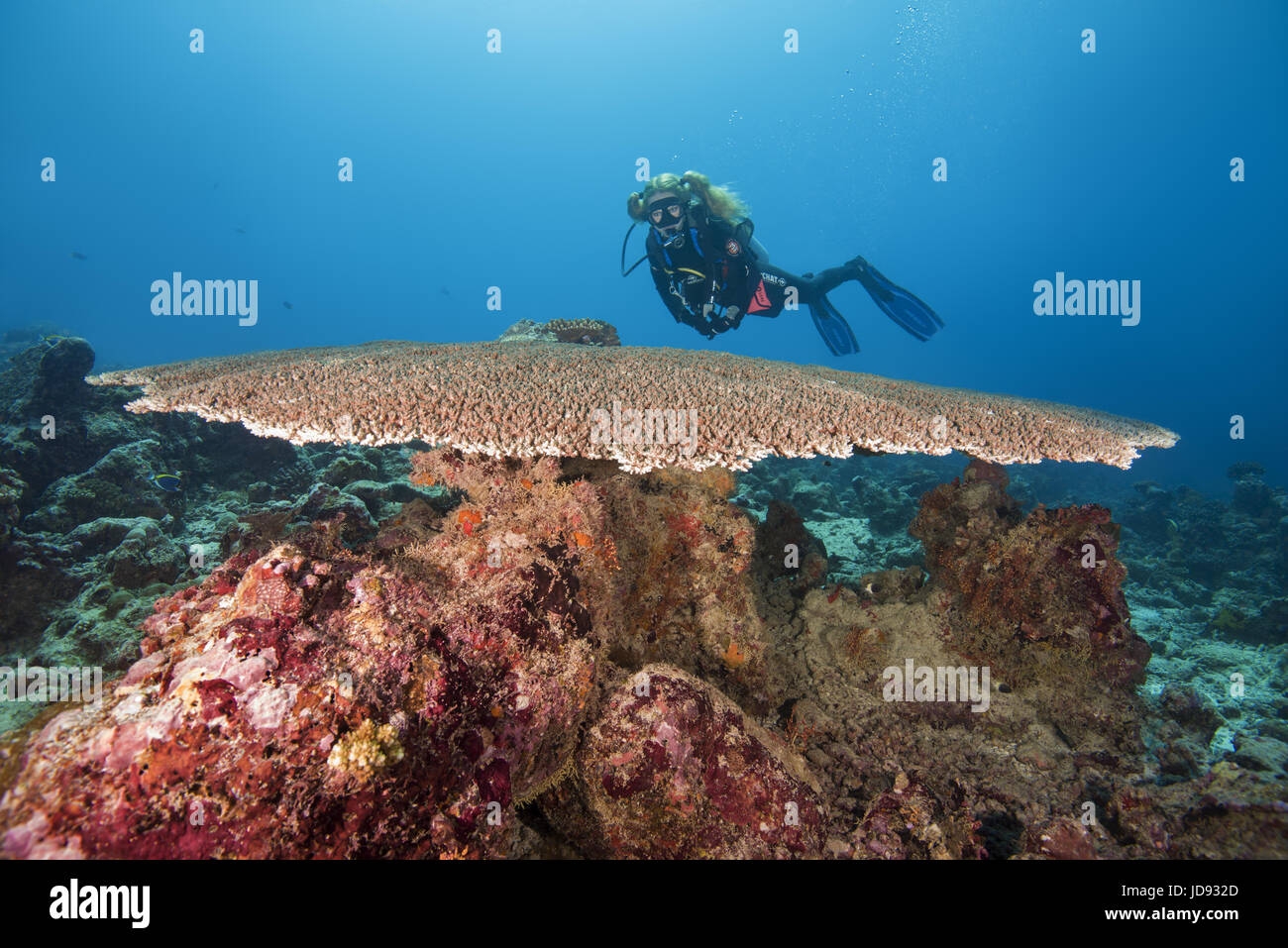 Female scuba diver look on Table coral (Acropora sp.) Indian Ocean, Maldives Stock Photo