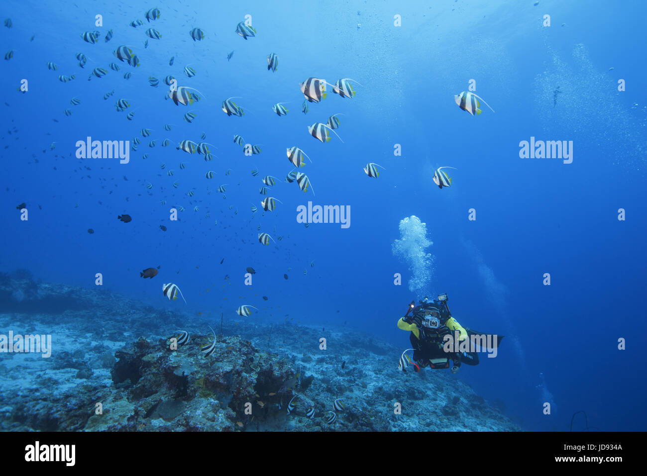 Male scuba diver shooting school of Schooling bannerfish (Heniochus diphreutes) over coral reef in blue water, Indian Ocean, Maldives Stock Photo