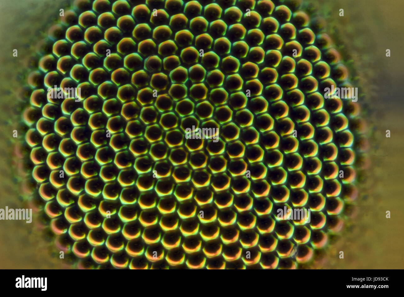Extreme magnification Fly compound eye under the microscope Stock