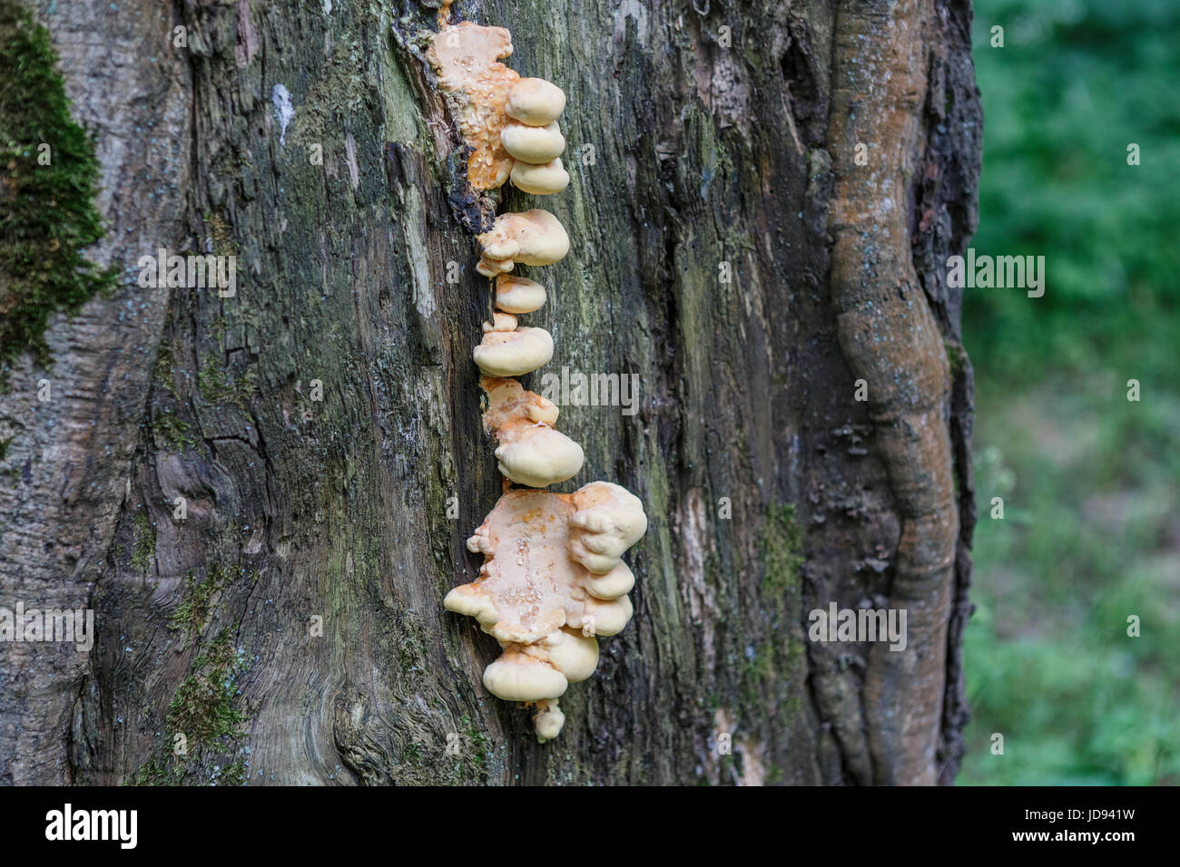 Trutovik sulfuric yellow (Latin Laetiporus sulphureus) - mushroom-trutovik family Polipore (Polyporaceae) Stock Photo