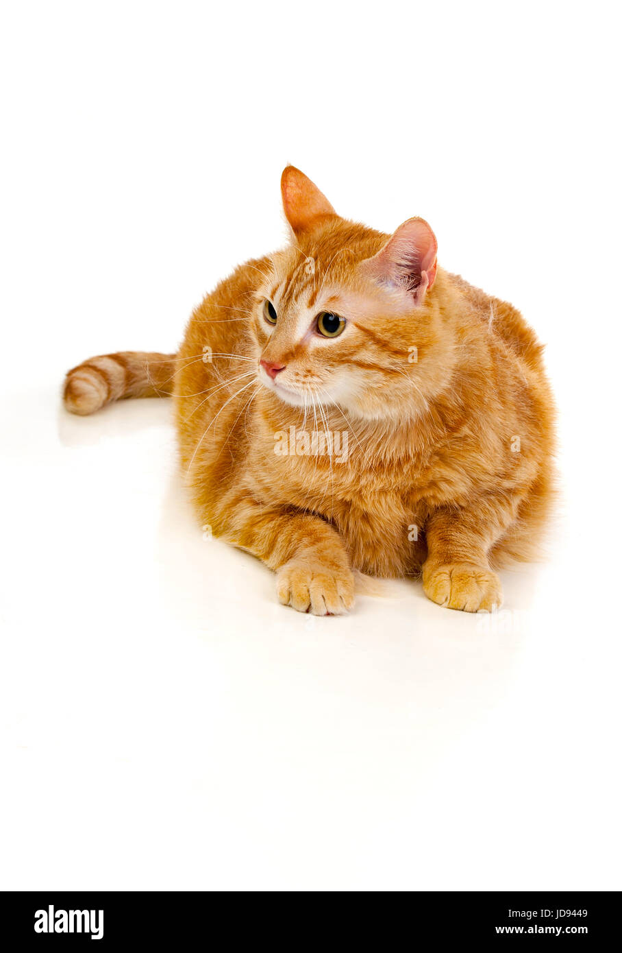 cat kitten lie Cut Out Stock Images Pictures Alamy