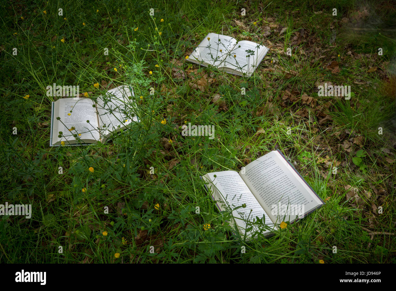 Green Grass Lawn Wild Flowers High Resolution Stock Photography and ...