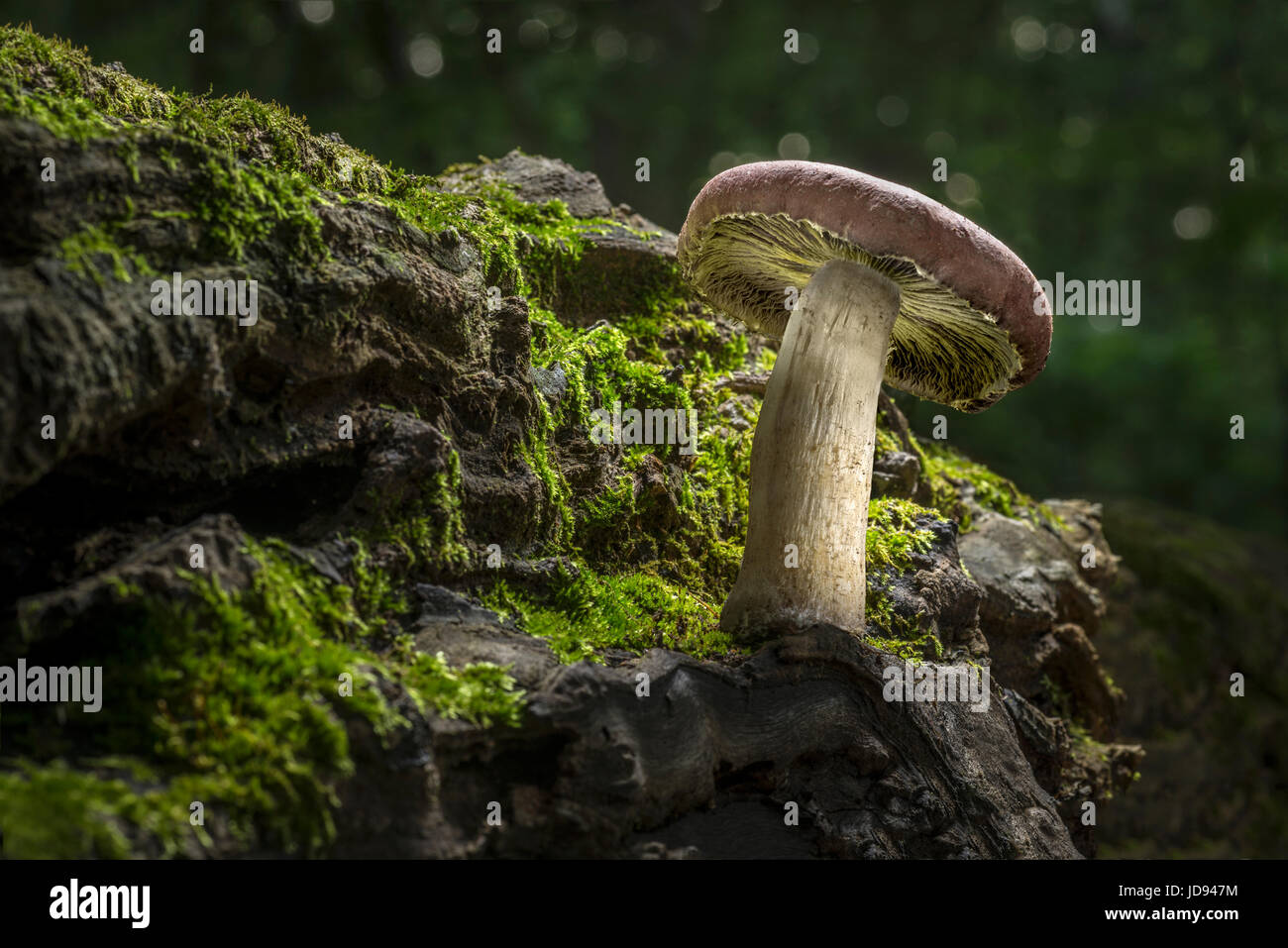 Lone Mushroom Growing On Craggy Mossy Log Stock Photo