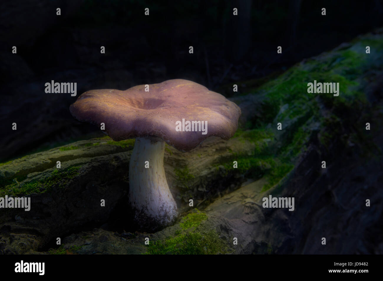 Lone Mystical Mushroom On Fallen Mossy Log In Forest Stock Photo