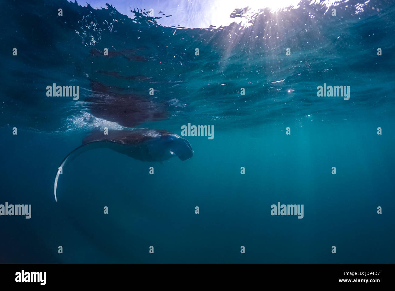 Manta ray in Indian Ocean - Maldives. Underwater sea life, underwater animals Stock Photo - Alamy Manta ray in Indian Ocean - Maldives. Underwater sea life, underwater animals Stock Photo - Alamy