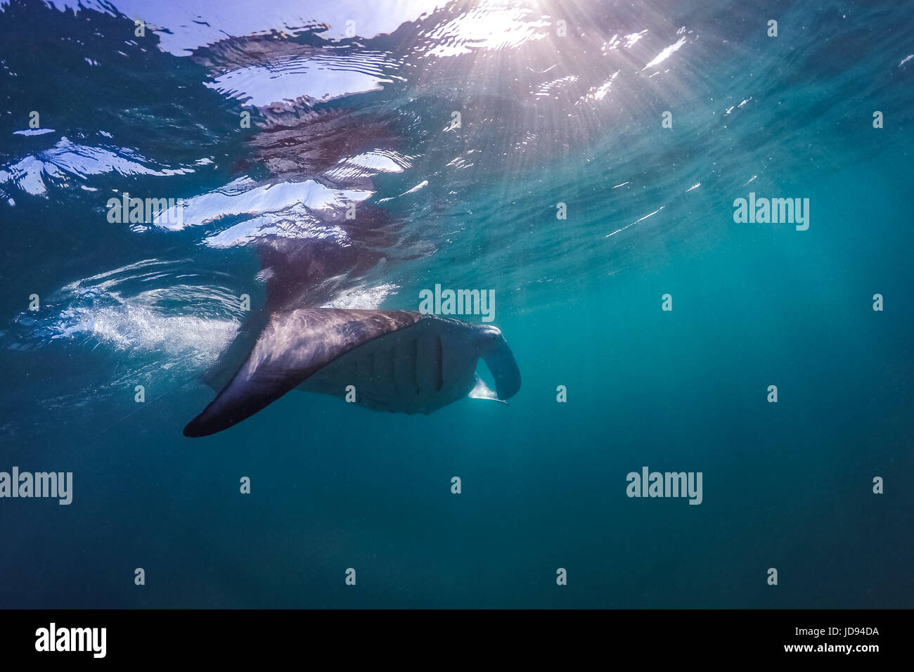 Manta ray in Indian Ocean - Maldives. Underwater sea life, underwater animals Stock Photo - Alamy Manta ray in Indian Ocean - Maldives. Underwater sea life, underwater animals Stock Photo - Alamy