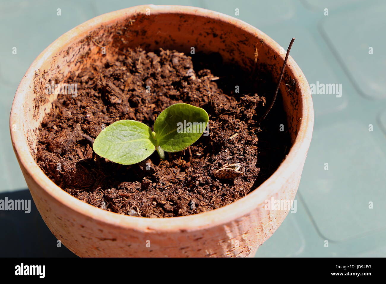 Zucchini Plant Pot High Resolution Stock Photography and Images Alamy