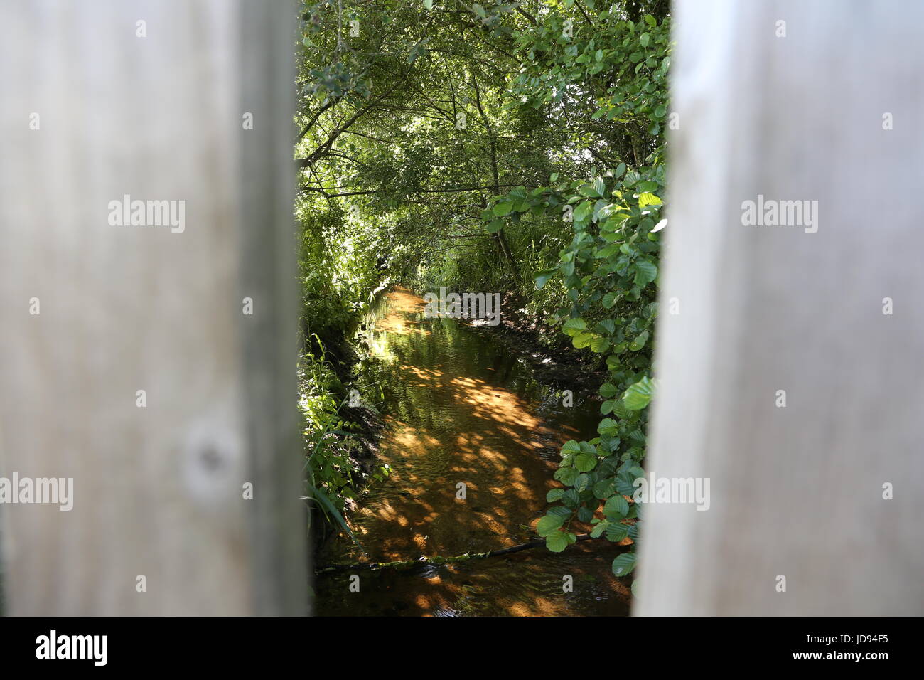Lush green foliage Stock Photo - Alamy