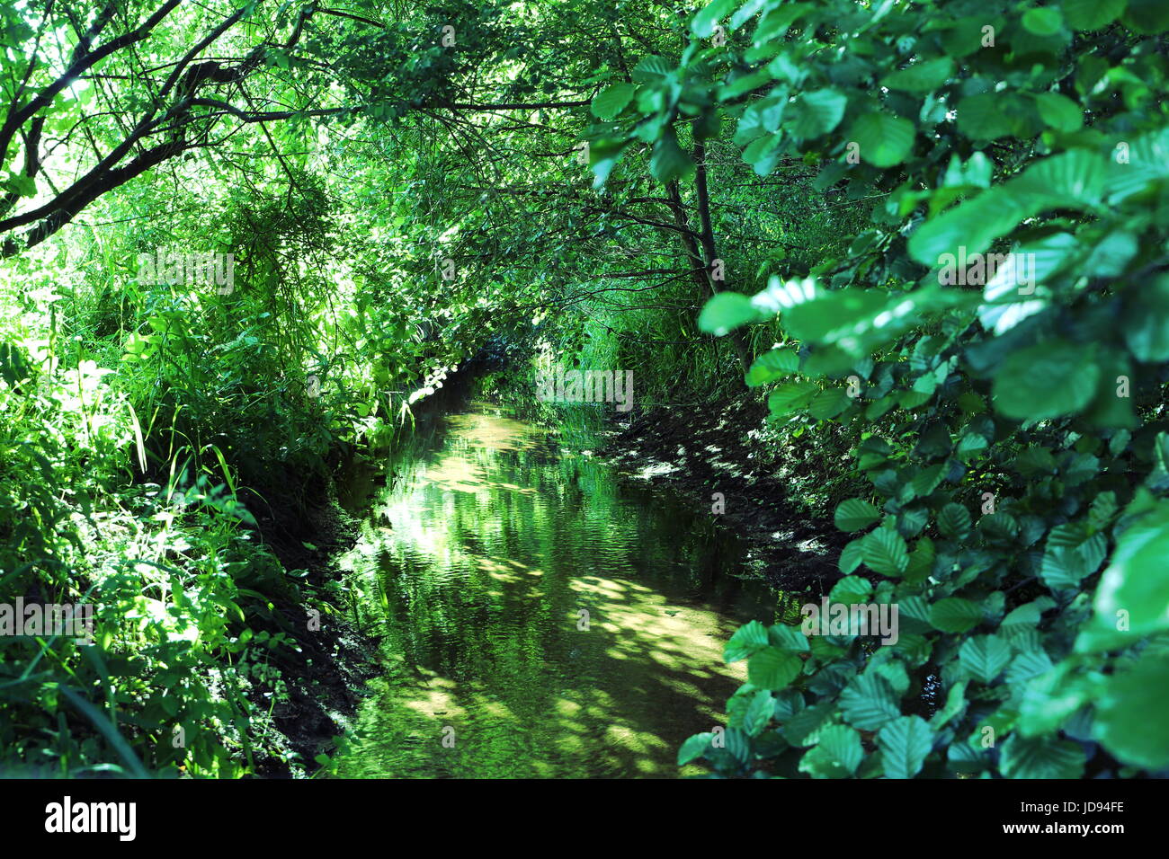 Lush green foliage Stock Photo - Alamy