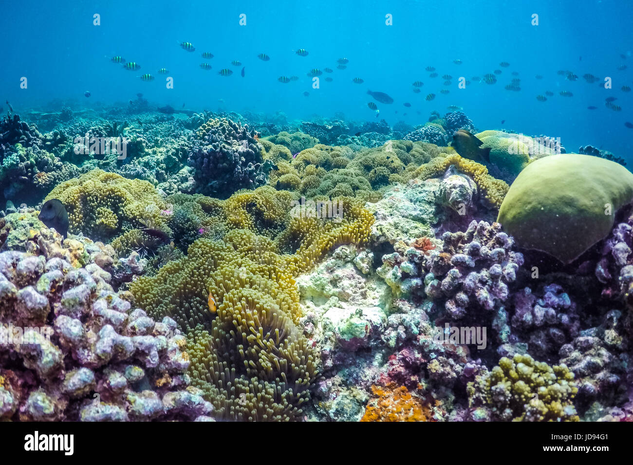 Underwater sea life, underwater wildlife. Scuba diving Stock Photo - Alamy
