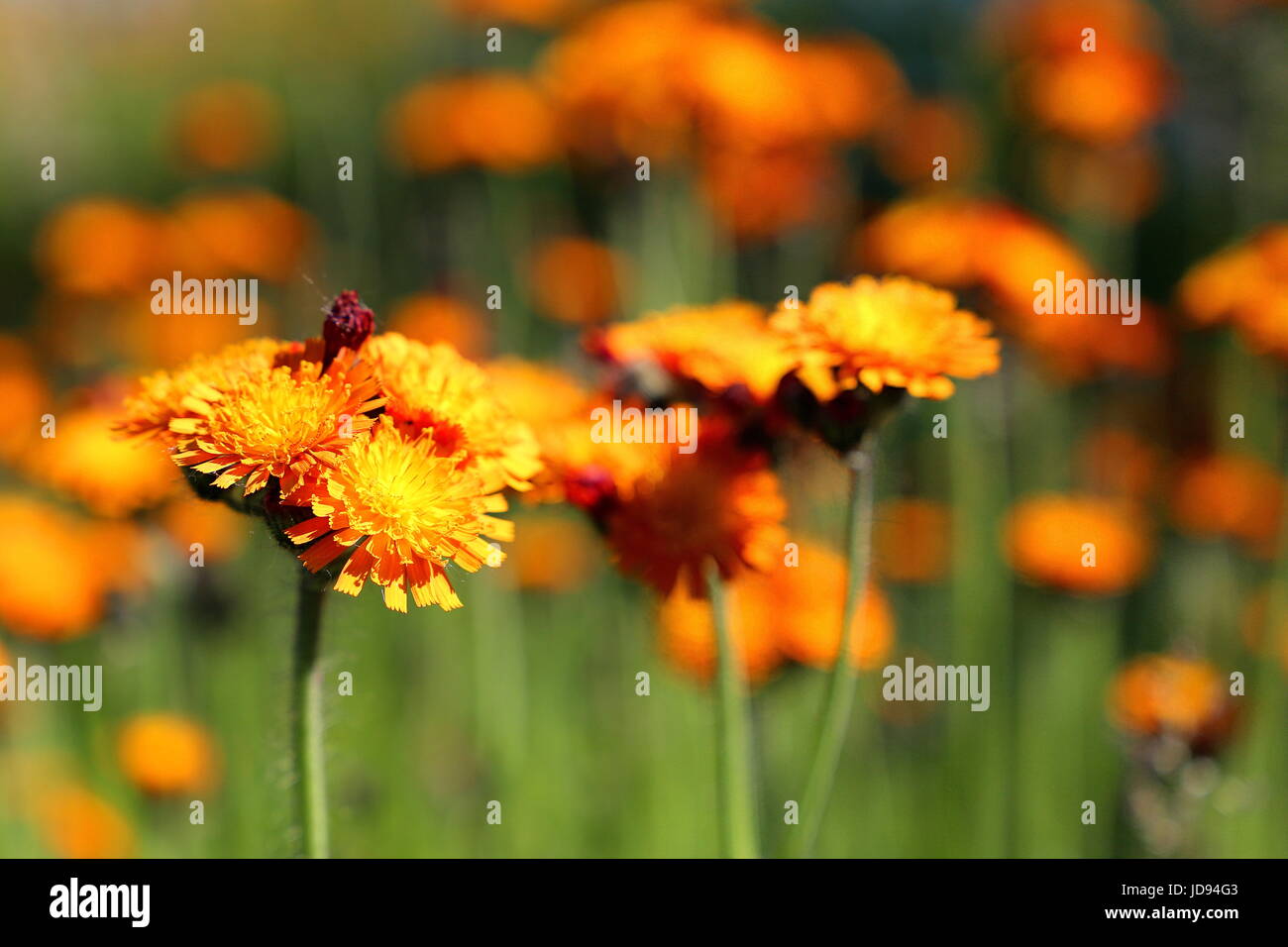 Orange blooming flower surrounded by nature Stock Photo