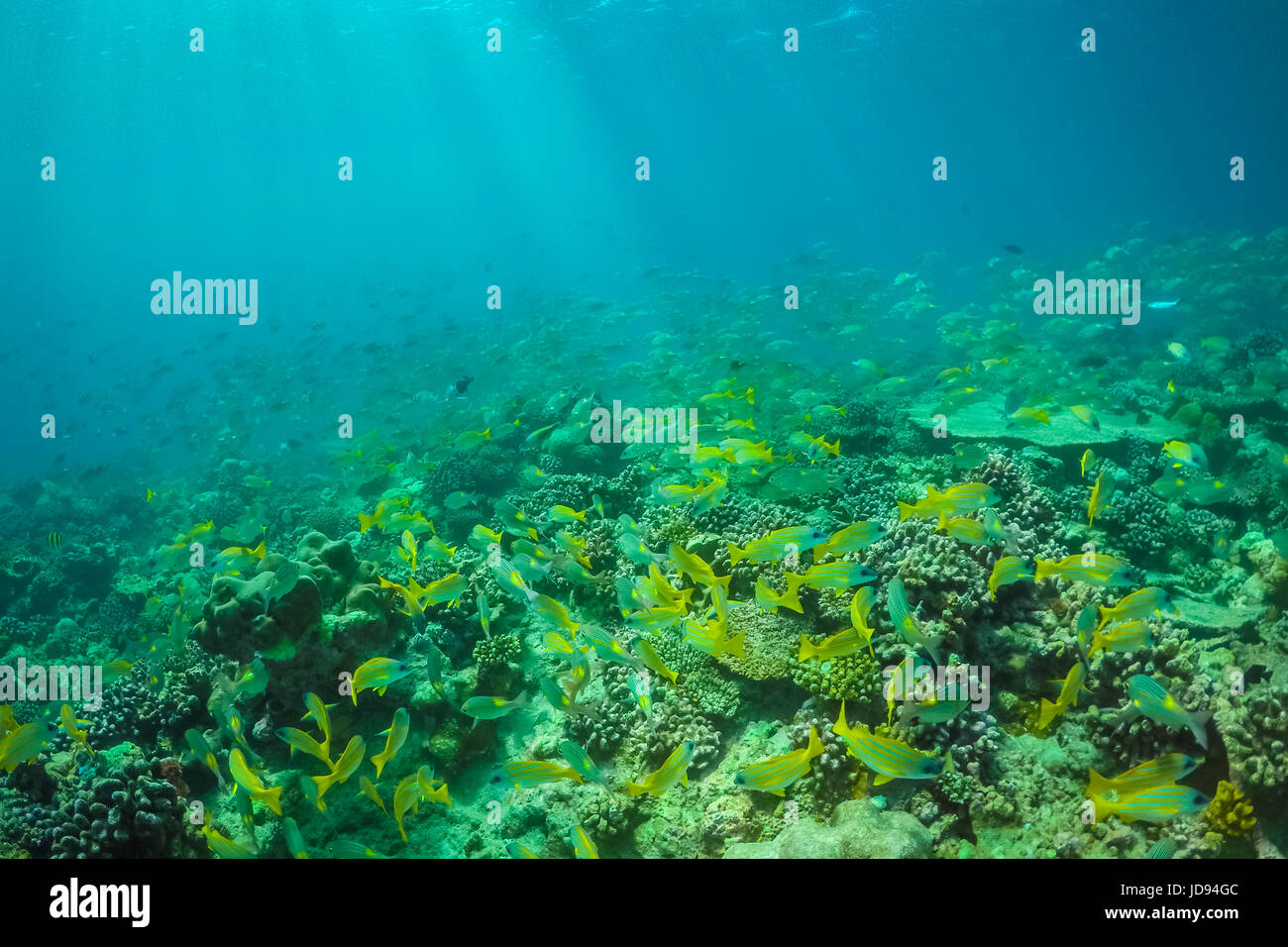 Underwater sea life, underwater wildlife. Scuba diving Stock Photo