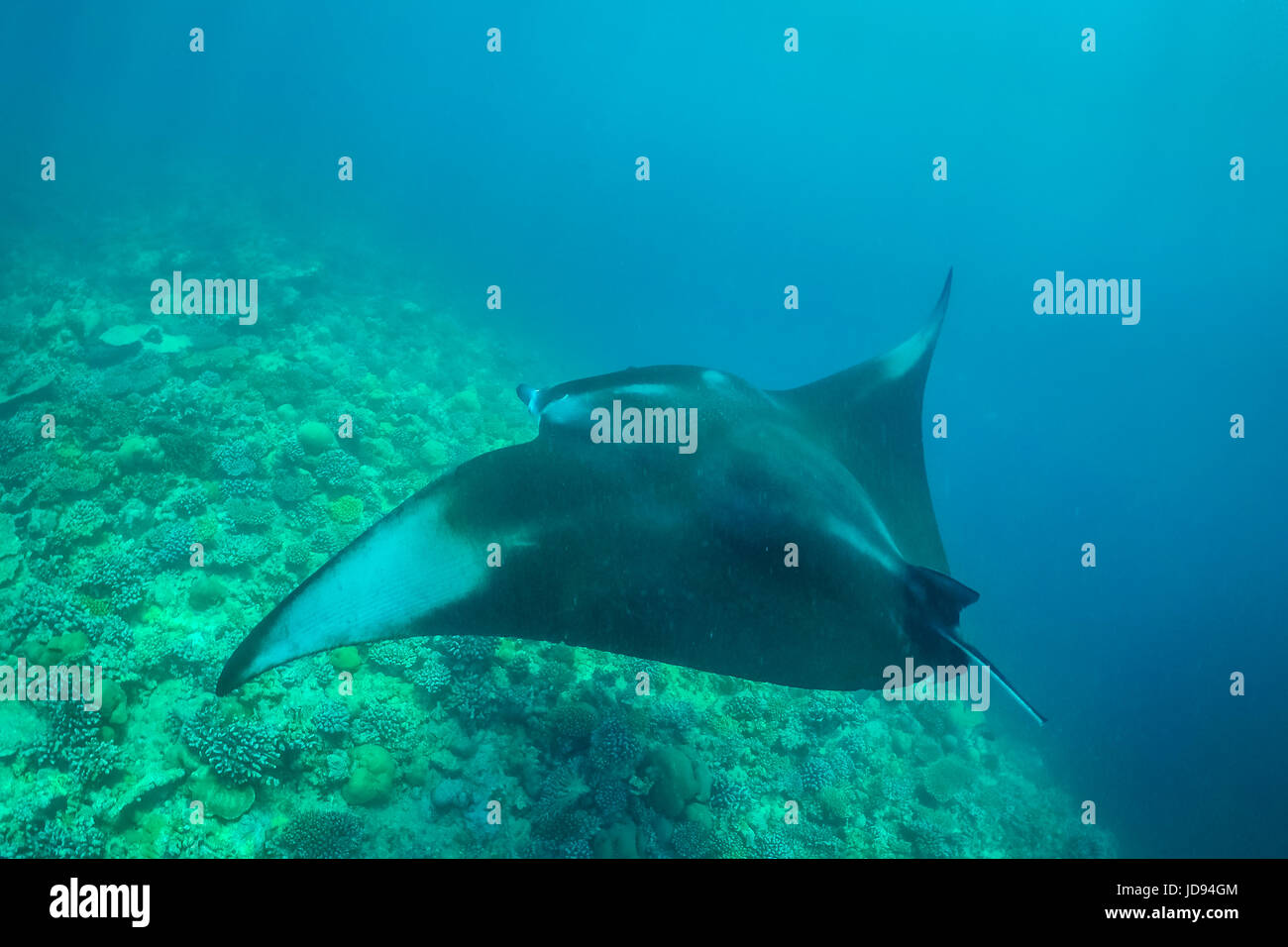 Manta ray in Indian Ocean - Maldives. Underwater sea life, underwater animals Stock Photo - Alamy Manta ray in Indian Ocean - Maldives. Underwater sea life, underwater animals Stock Photo - Alamy