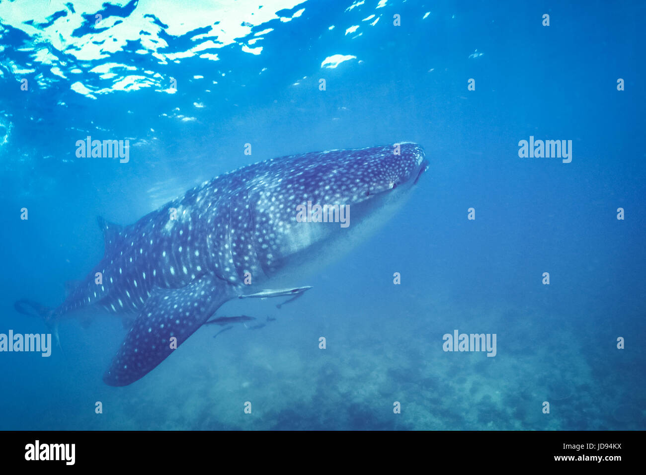 Underwater wildlife animals. Underwater animals. Ocean reef coral seafan scuba diving fish solfcoral whale shark mantaray cuttlefish snapper Stock Photo