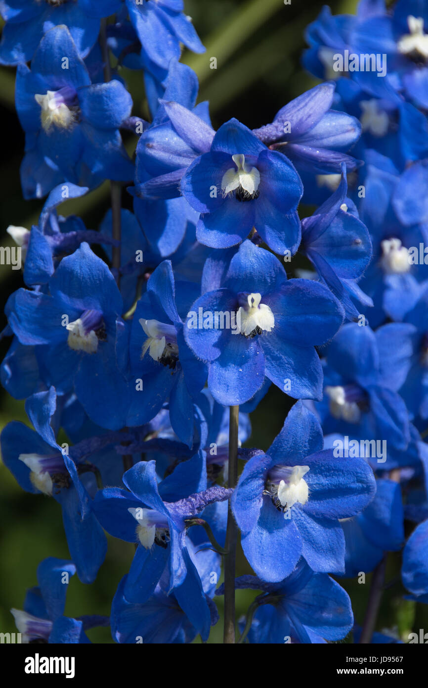 Blue Delphinium, from the Pacific Giants variety. Stock Photo