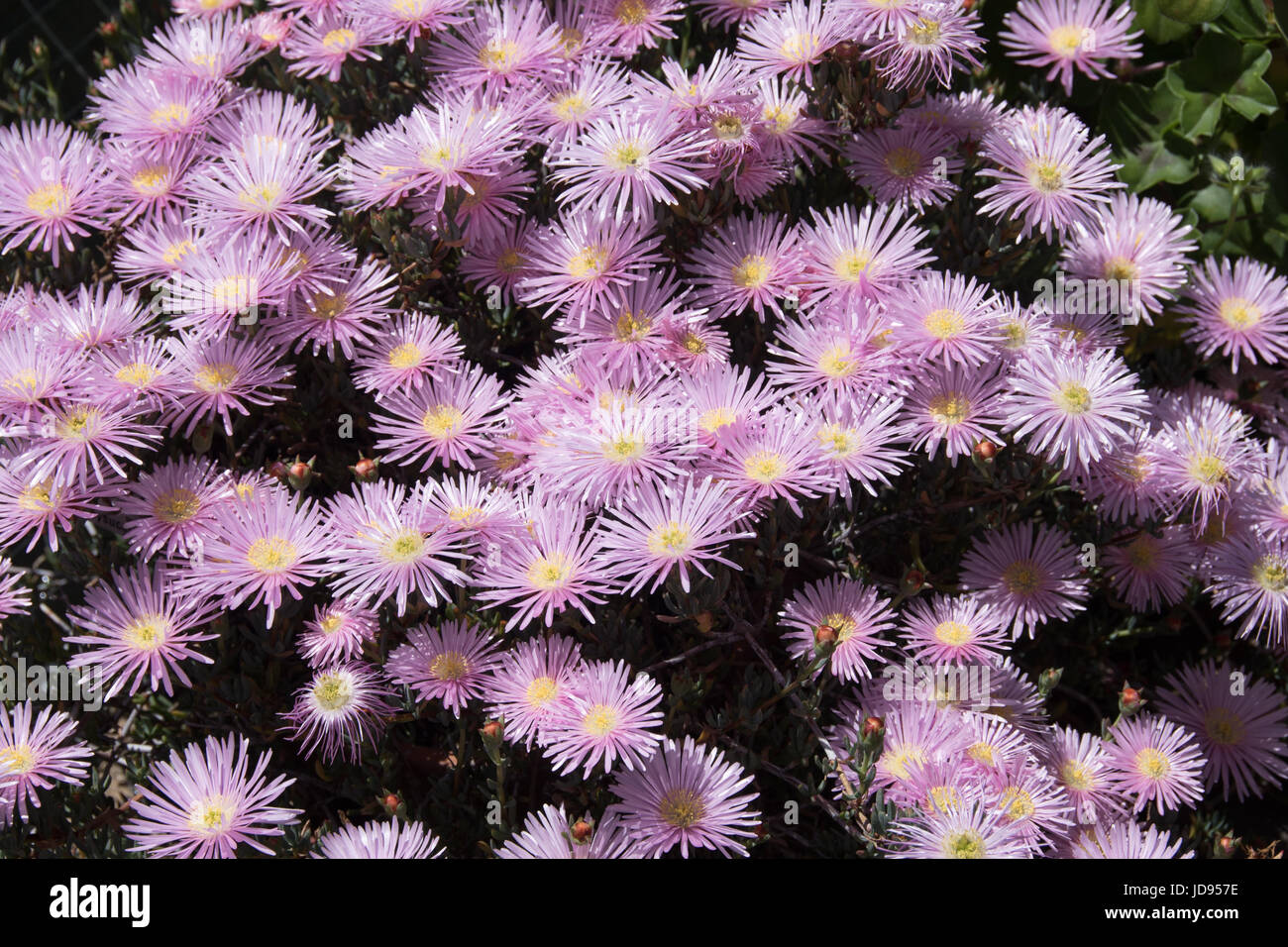 pink lampranthus Stock Photo - Alamy