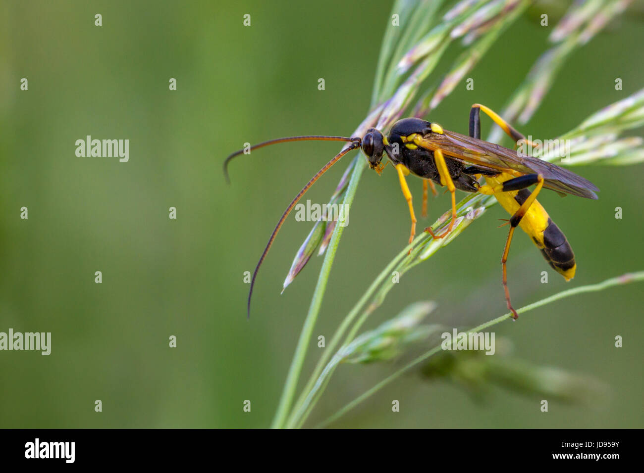 Parasitic wasp, amblyteles armatorius, UK wildlife macro, West Yorkshire Stock Photo