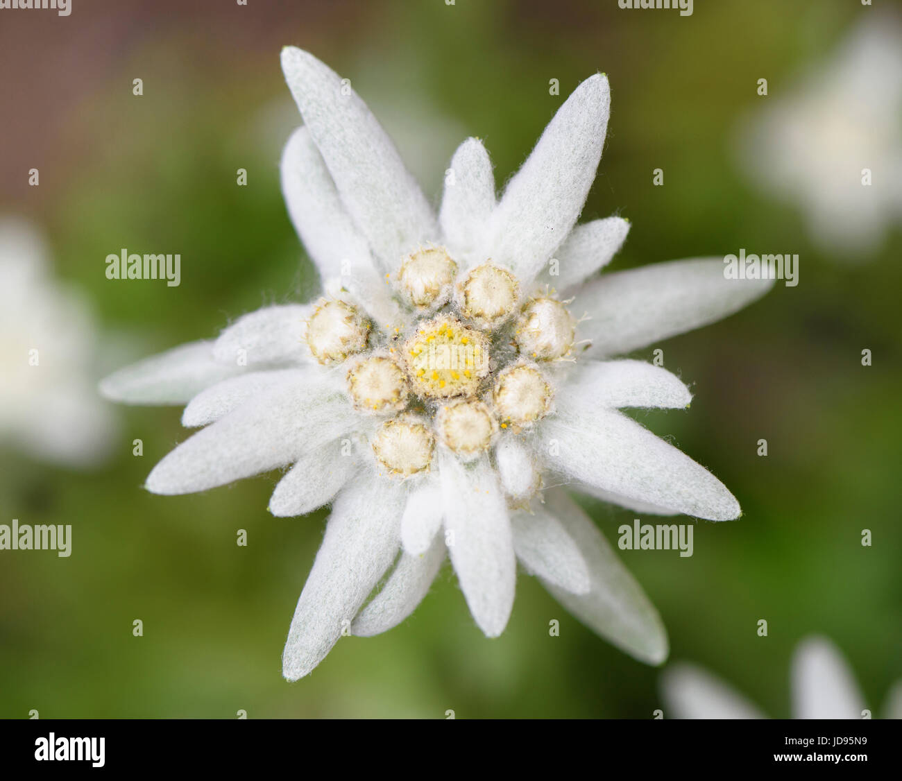 blooming alpine edelweiss flower Stock Photo