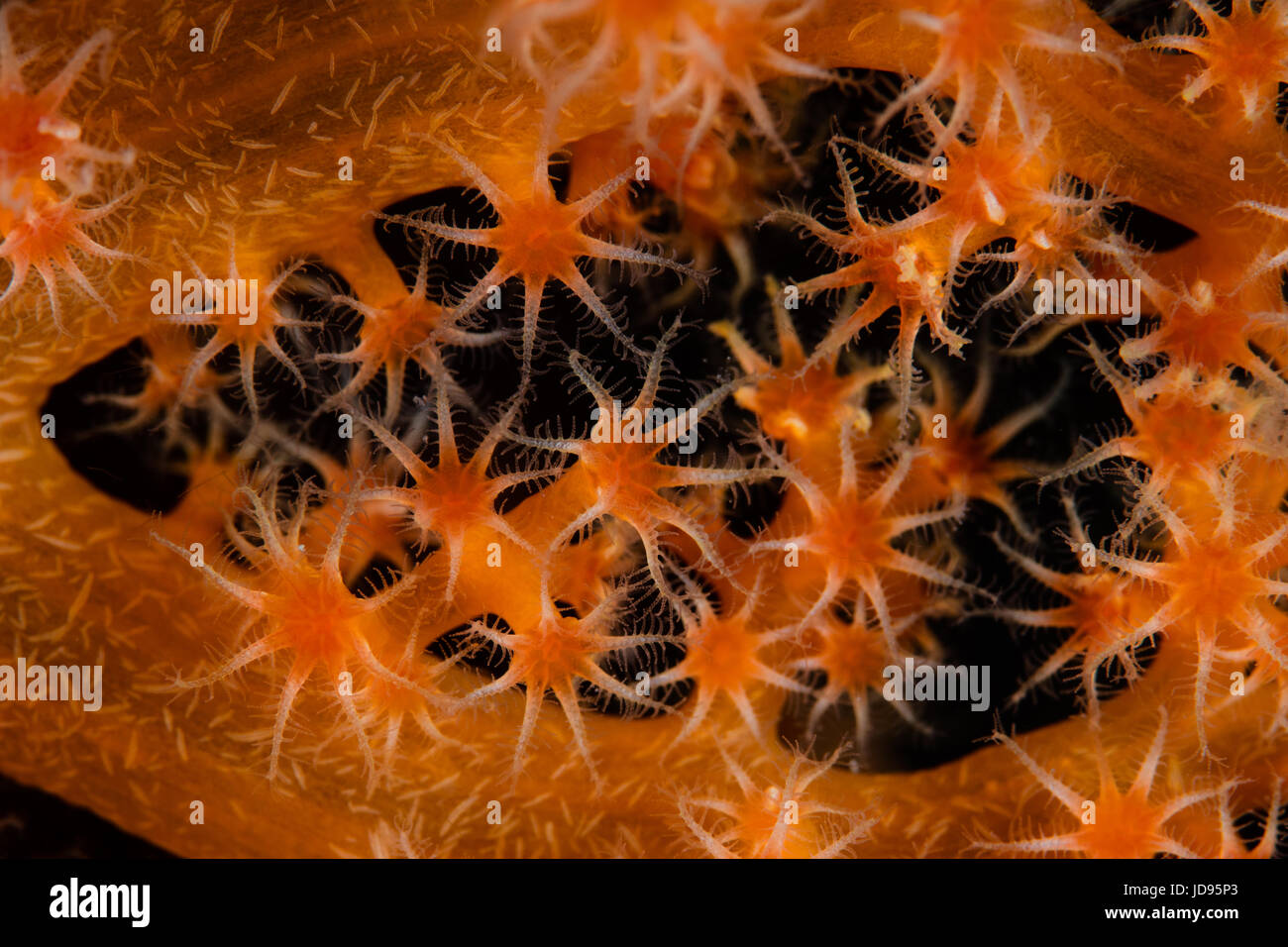 Detail of orange soft coral polyps growing on a reef in Raja Ampat, Indonesia. This remote region is known for its extraordinary marine biodiversity. Stock Photo
