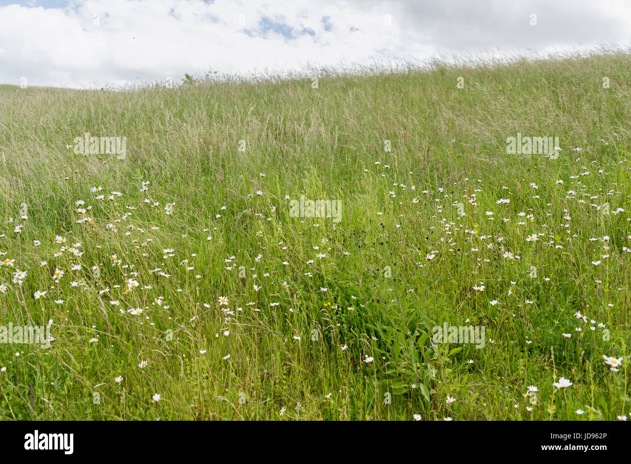 Wild meadow sown with wildflowers Stock Photo