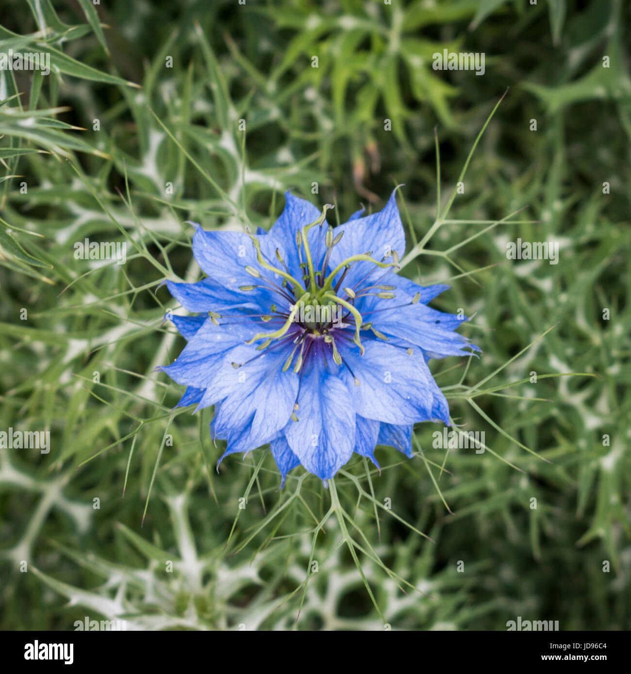 Single blue Nigella flower viewed from above Stock Photo