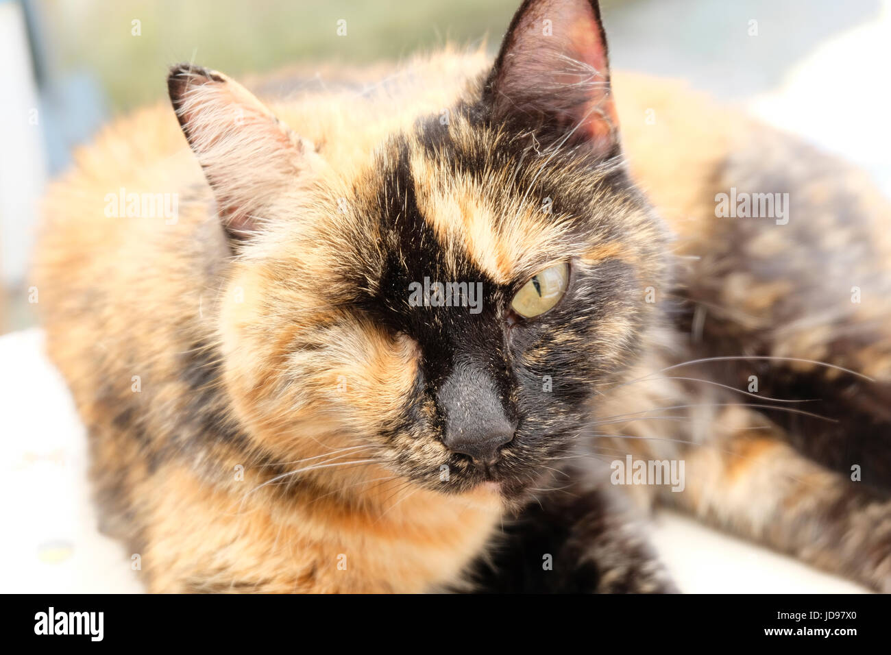 One eyed Brindle cat looking directly at the camera. She lives at animal sanctuary in West Sussex, UK Stock Photo
