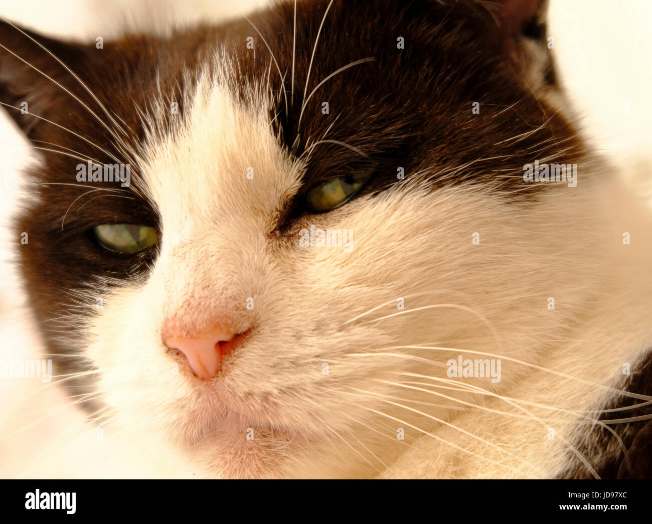 Close up of black and white cat (Felis catus) with a dirty look expression on her face Stock Photo