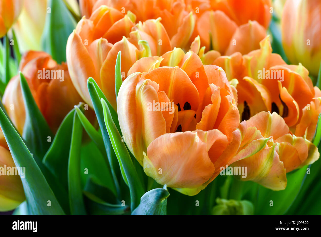 Photo of bunch Tulip flowers in close up Stock Photo - Alamy