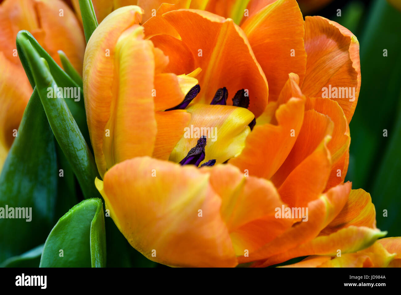 Photo of bunch Tulip flowers in close up Stock Photo - Alamy