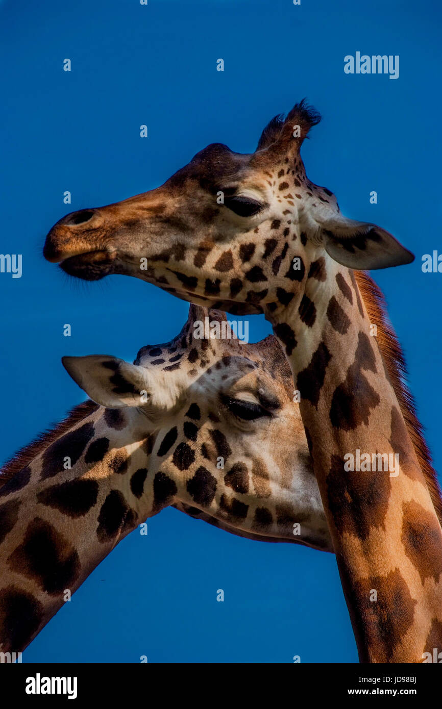Giraffe heads hi-res stock photography and images - Alamy