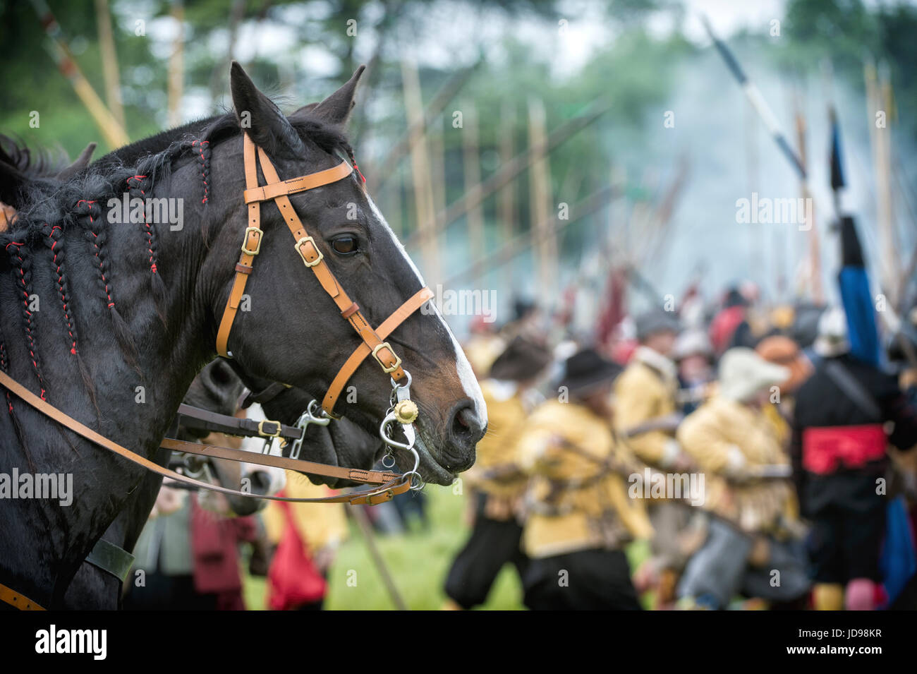 Cavaliers horses head in front of a battle at a Sealed Knot English Civil war reenactment event. Charlton park, Malmesbury, Wiltshire, UK Stock Photo