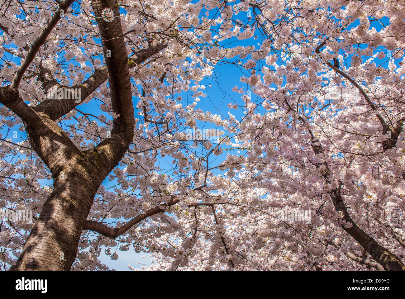 Cherry tree blossoms in the spring Stock Photo