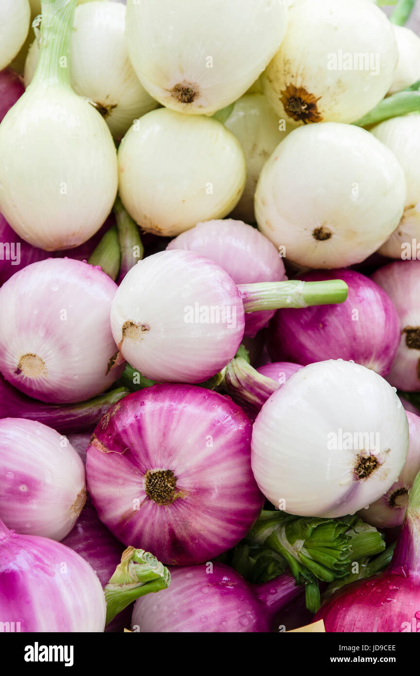 Display of red and white onions at the farm market Stock Photo - Alamy