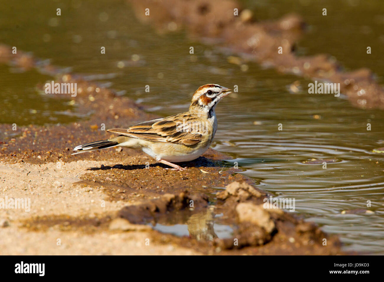 Lark Sparrow Chondestes grammacus Empire-Cienega National Conservation Area. Arizona, United States 3 September     Adult drinking from tire track in  Stock Photo