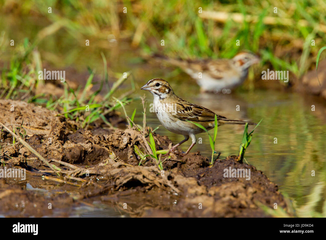 Lark Sparrow Chondestes grammacus Empire-Cienega National Conservation Area. Arizona, United States 3 September       Immature with adult in backgroun Stock Photo