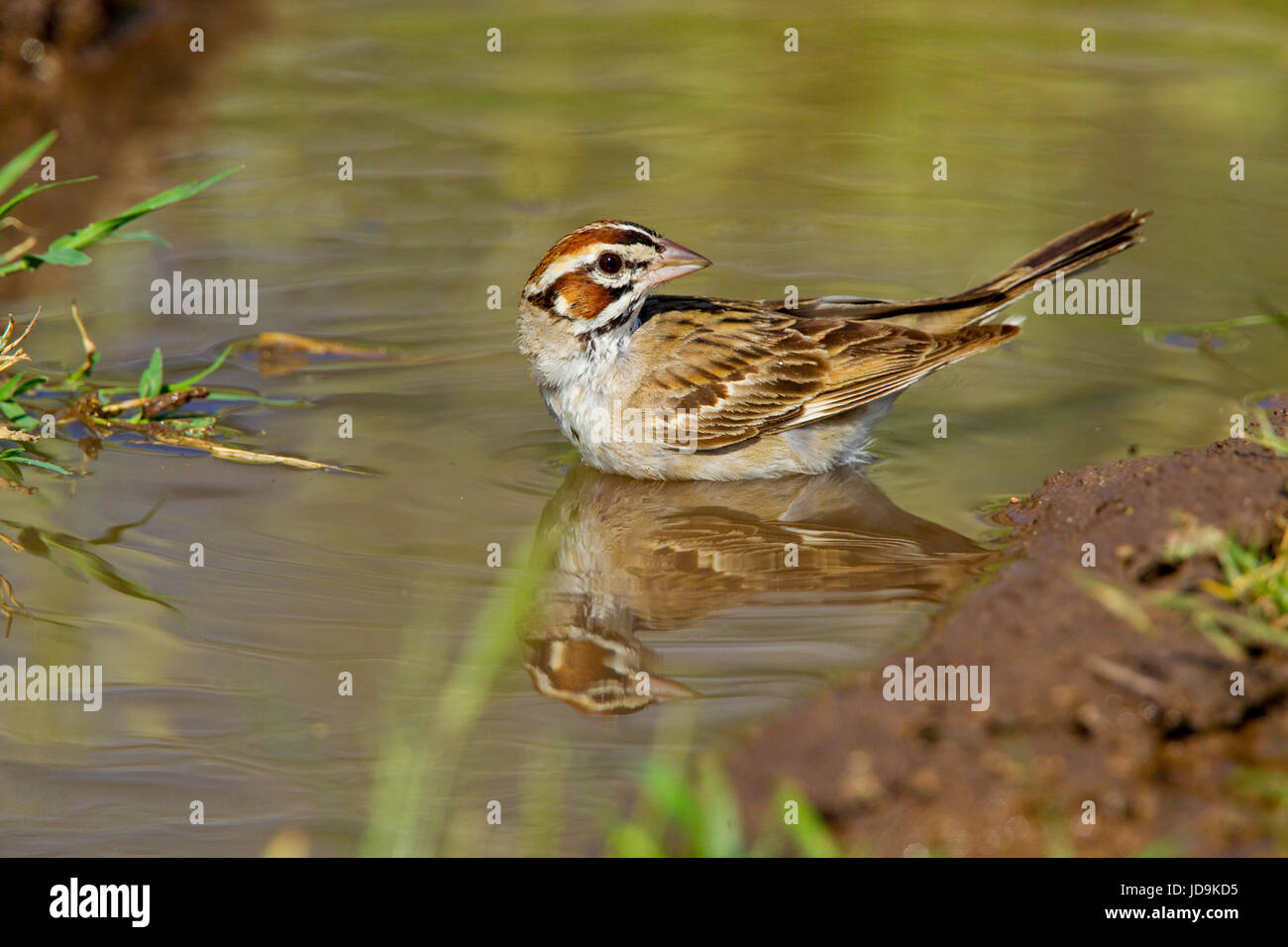 Lark Sparrow Chondestes grammacus Empire-Cienega National Conservation Area. Arizona, United States 3 September       Adult in water.      Emberizidae Stock Photo