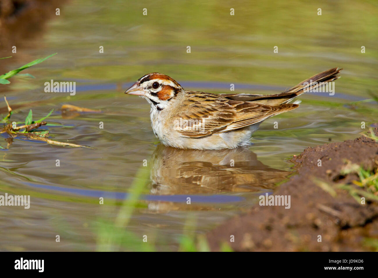 Lark Sparrow Chondestes grammacus Empire-Cienega National Conservation Area. Arizona, United States 3 September       Adult in water.      Emberizidae Stock Photo