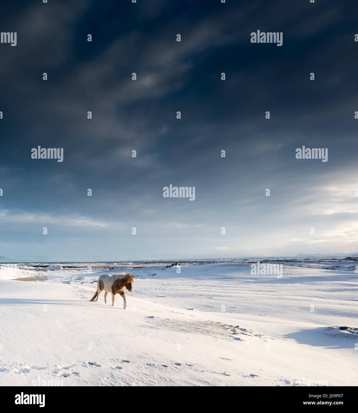 Single horse walking in snow covered landscape by coast, Iceland, Europe. Iceland nature 2017 winter cold Stock Photo