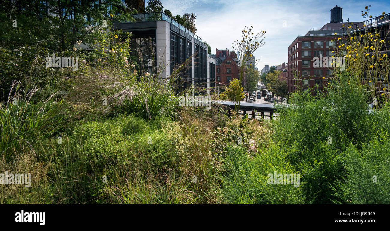 Plants growing with buildings in distance, New York city park, New York