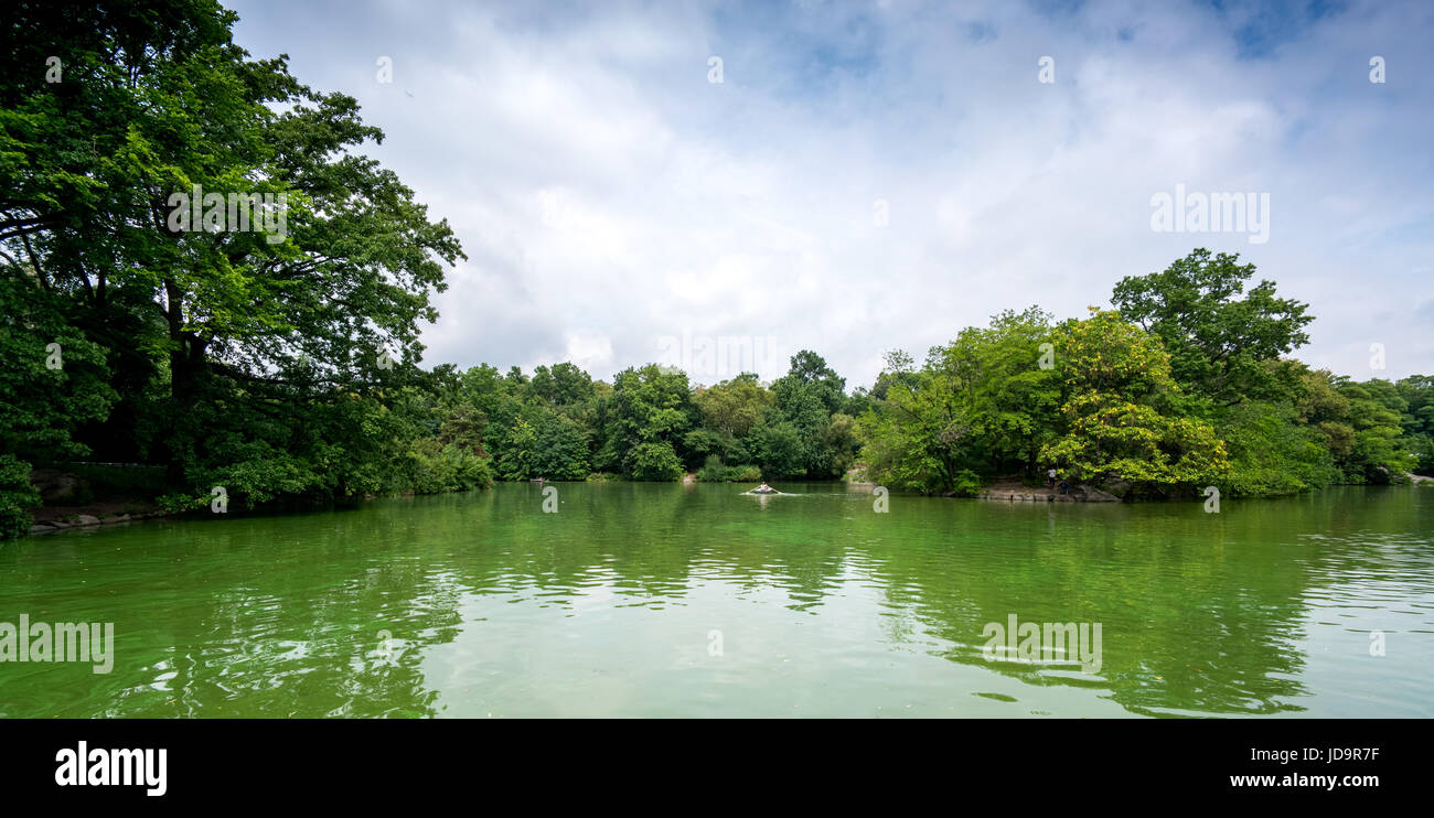 Green pond and trees in peaceful setting, New York, USA. 2016 urban city United States of America Stock Photo
