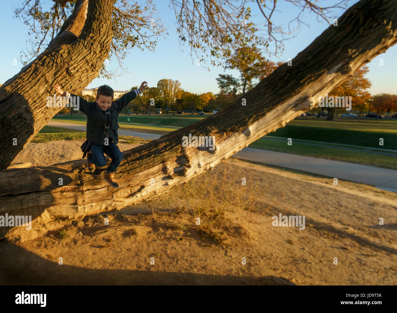 Action shot of carefree young boy jumping off tree branch with arms outstretched. washington capital usa 2016 fall Stock Photo