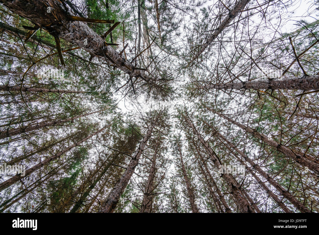 Outdoors at day, rural scene of woods in winter, Ontario, Canada