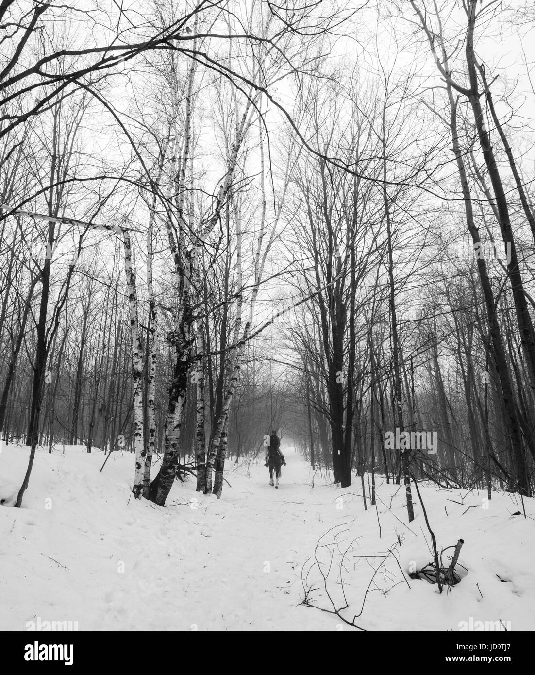 Outdoors with person on horseback in woods, in winter, Ontario, Canada