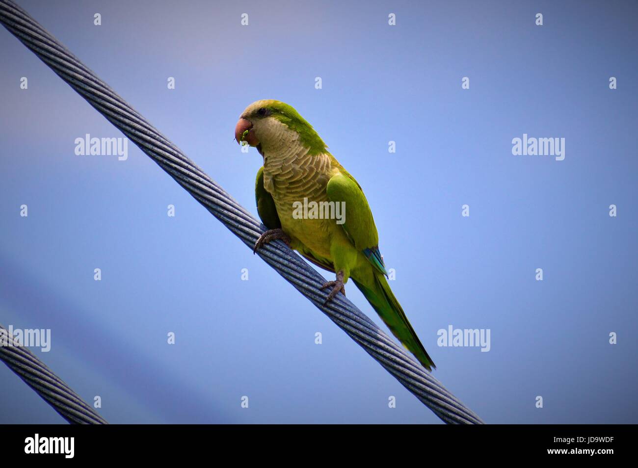 Green parrot Stock Photo