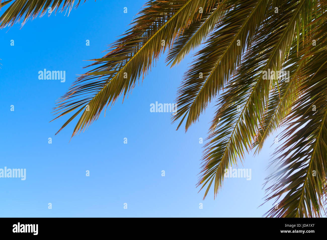 Palm tree leaves on blue sky background close up Stock Photo - Alamy