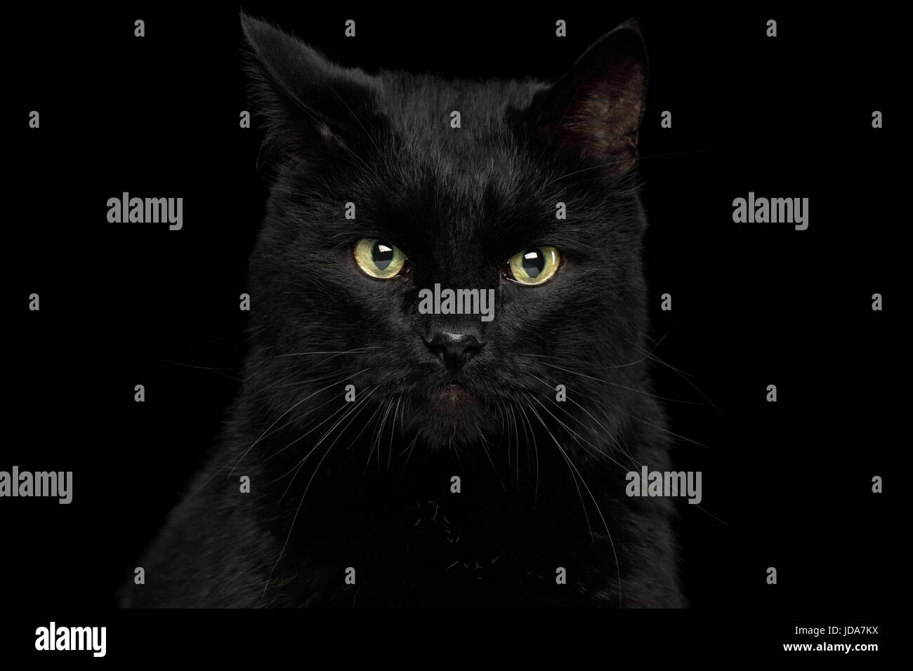 Black Cat on Dark Background Stock Photo