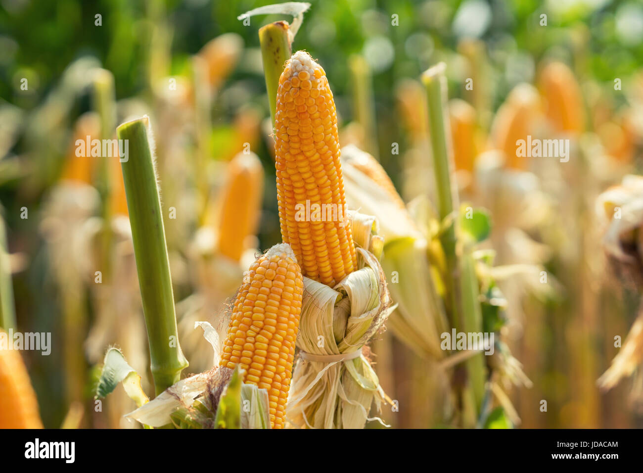 Corn field nature hi-res stock photography and images - Alamy