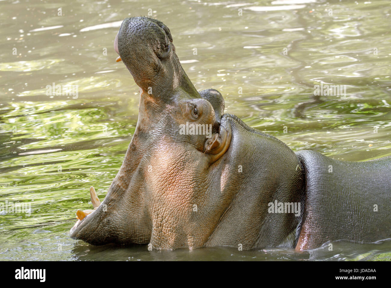 Image of a large animal hippopotamus in the water opened its mouth Stock Photo