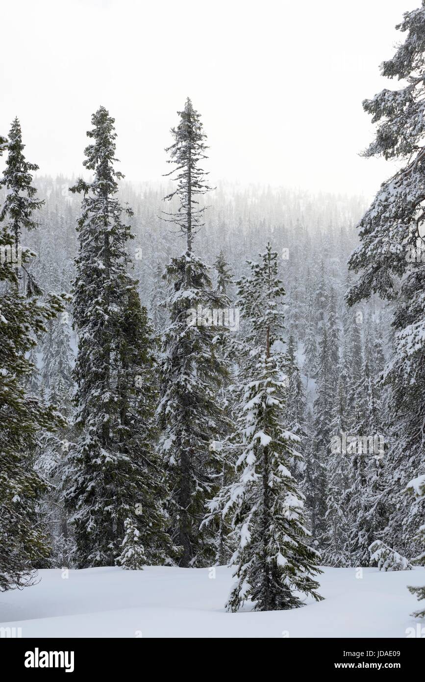 Forest Ranch Snow Snow covered forest polar hi-res stock photography and images - Alamy