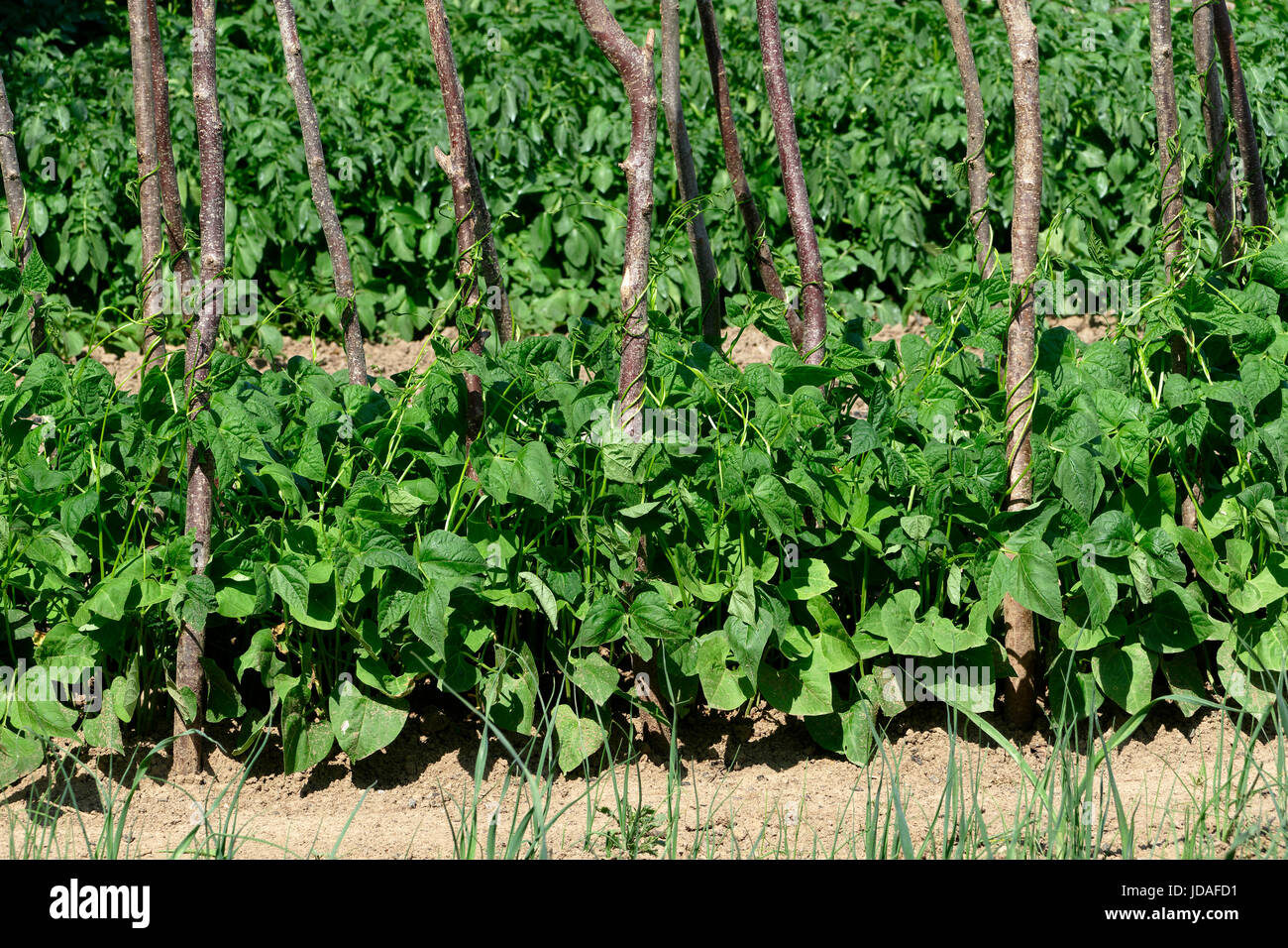 Runner beans growing hires stock photography and images Alamy